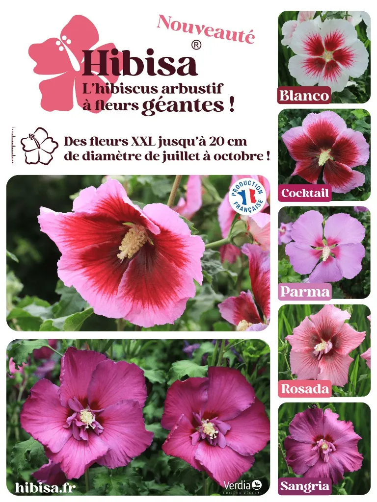 AKILUX_HIBISA_60x80_2025.webp