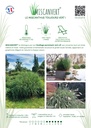 PLAQUETTE_MISCANVERT_07.26 2 (2)_page-0001.jpg