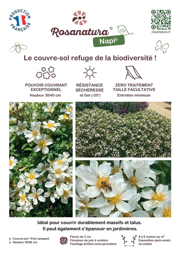 Affiche Rayon A4 Napi_desmartis.jpg