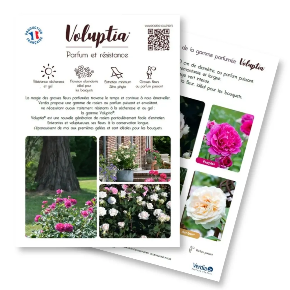 [PLVFLYVOLUPTIA] Plaquette A4 VOLUPTIA® recto verso