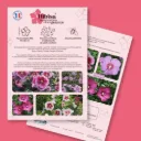 Plaquette A4 HIBISA® recto-verso