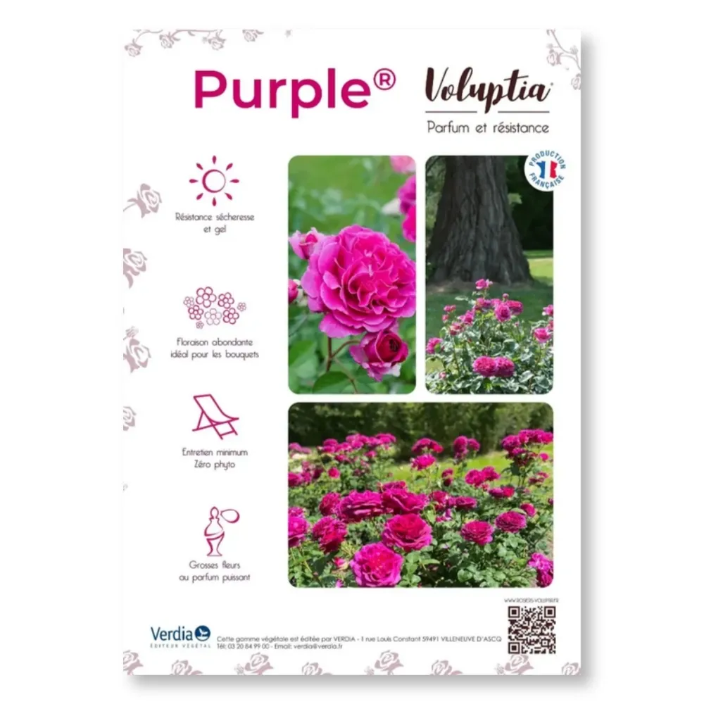 Affichette A4 PVC VOLUPTIA® Purple®