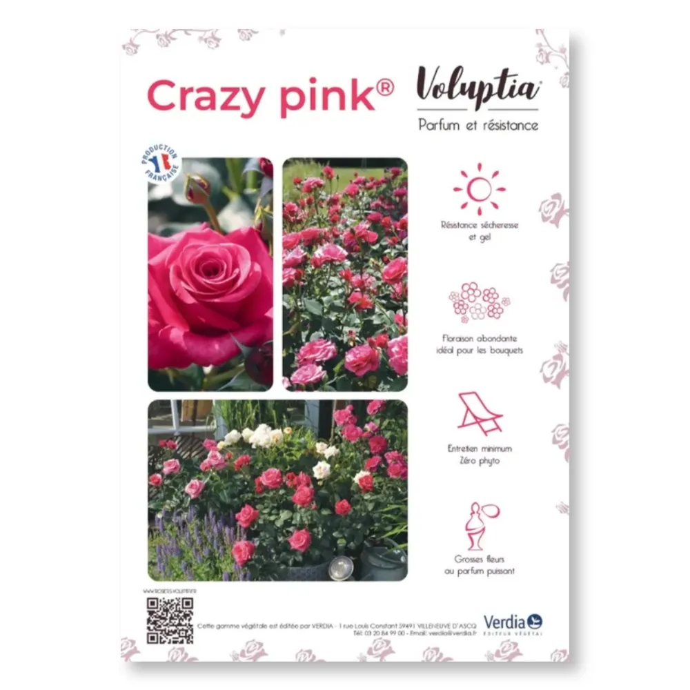 Affichette A4 PVC VOLUPTIA® Crazy Pink®