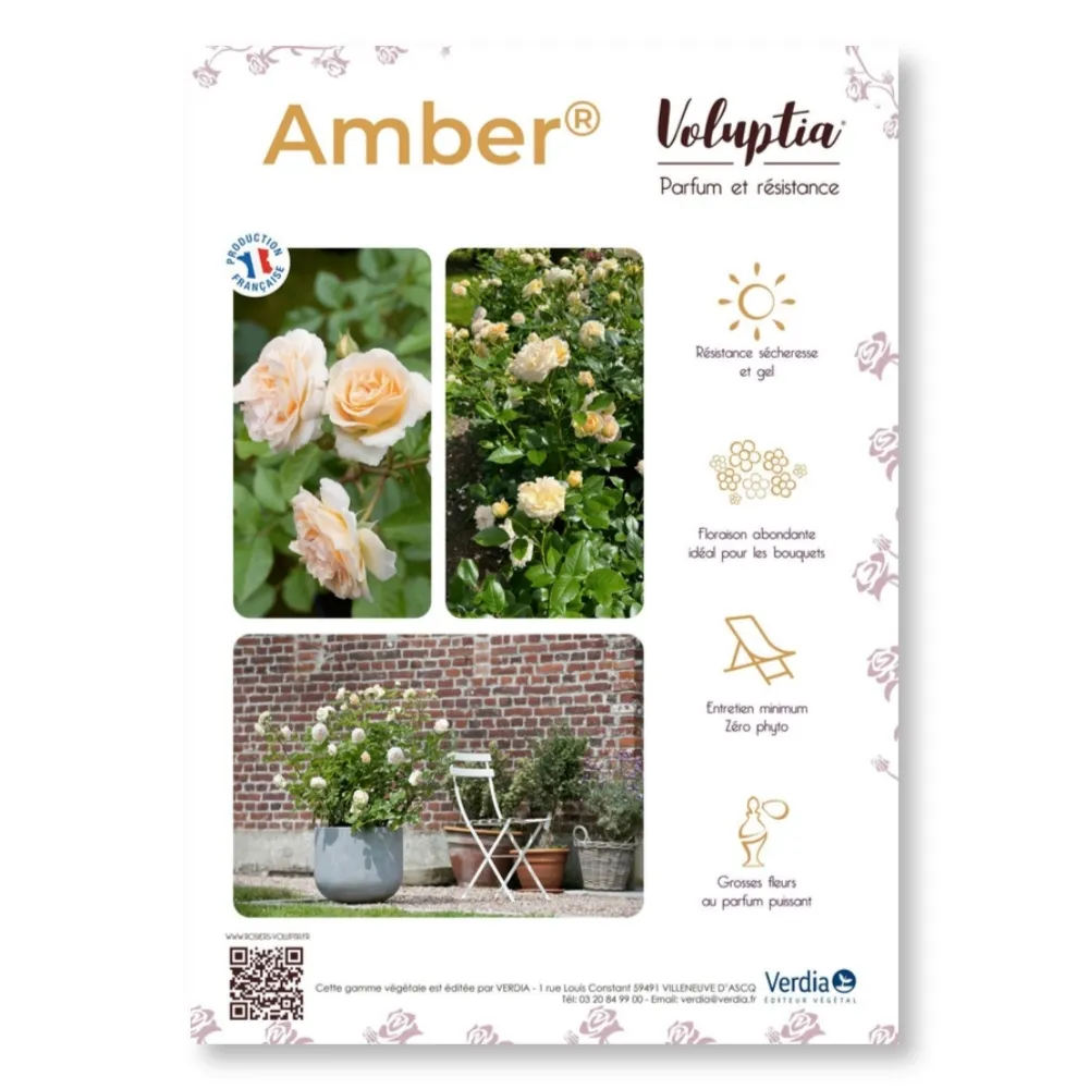 [PLVAFFPVCAMB] Affichette A4 PVC VOLUPTIA® Amber®