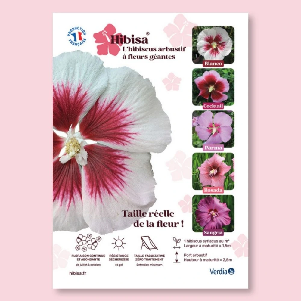 [AFFPVCHIBBLA] ​Affichette A4 PVC HIBISA BLANCO taille réelle