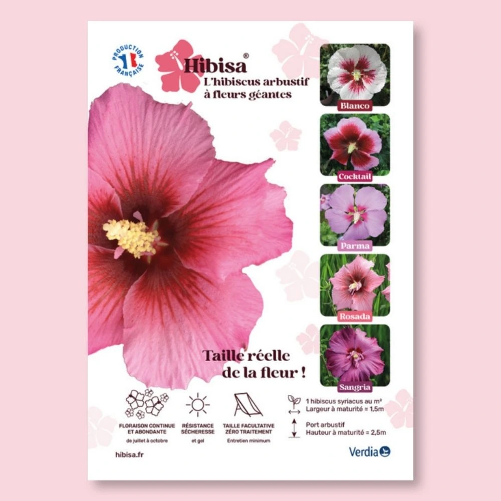[AFFPVCHIBROS] ​Affichette A4 PVC HIBISA ROSADA taille réelle