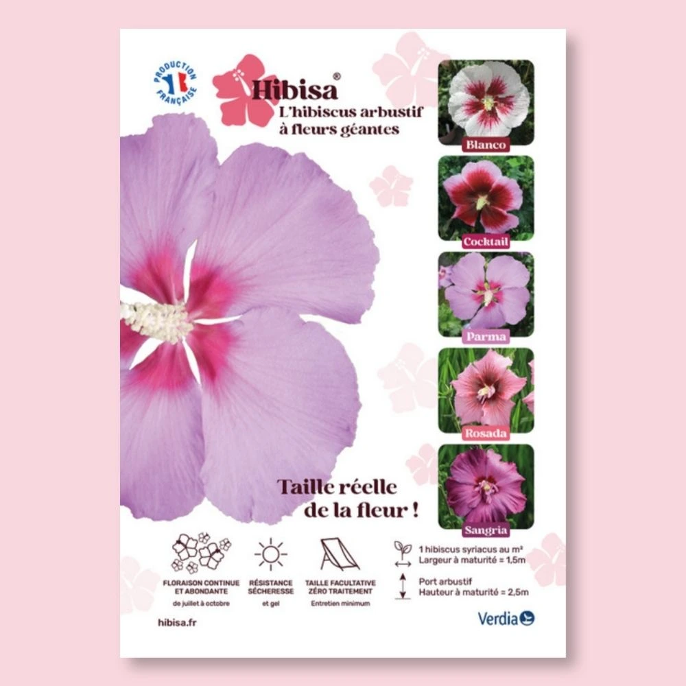 [AFFPVCHIBPAR] ​Affichette A4 PVC HIBISA PARMA taille réelle