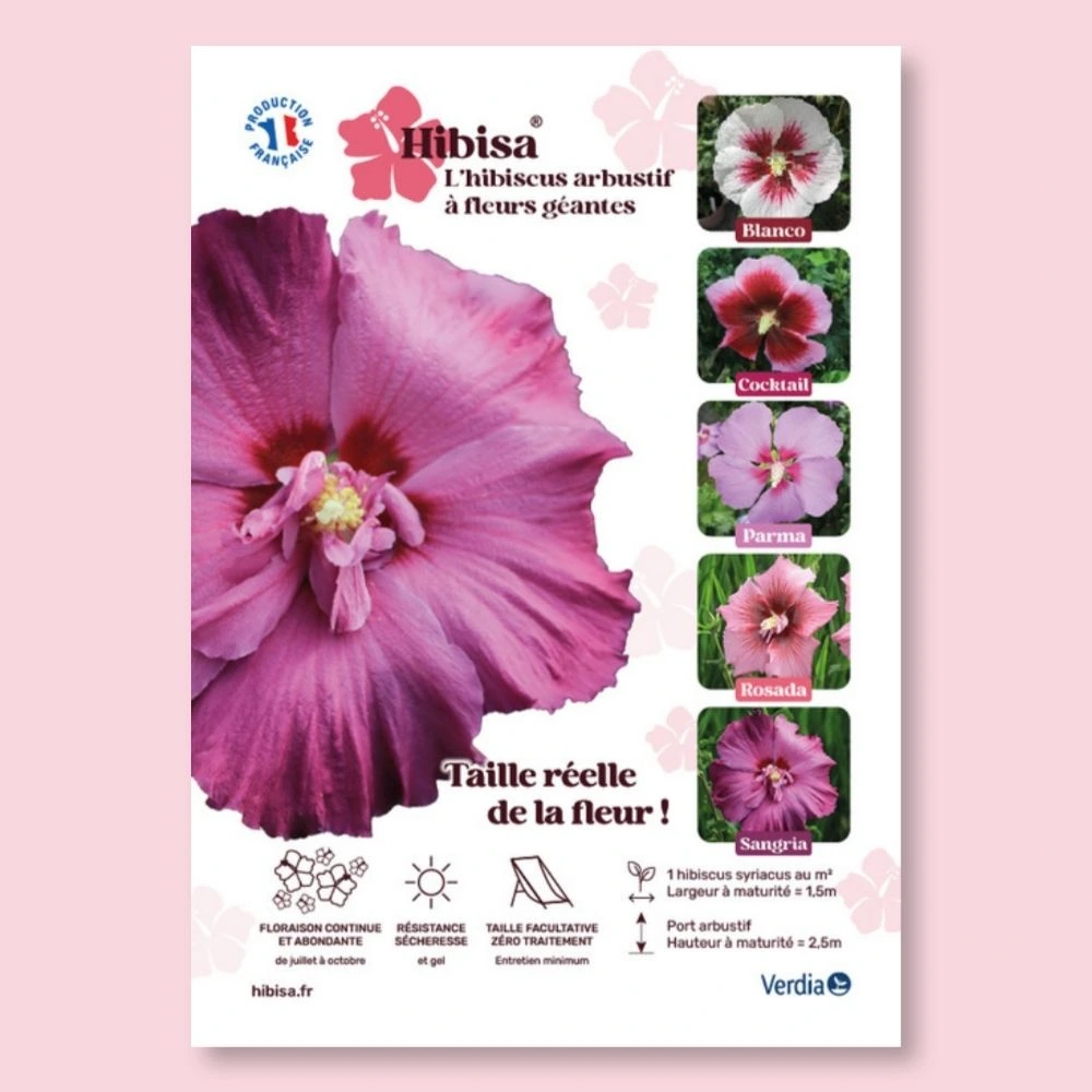 ​Affichette A4 PVC HIBISA SANGRIA taille réelle