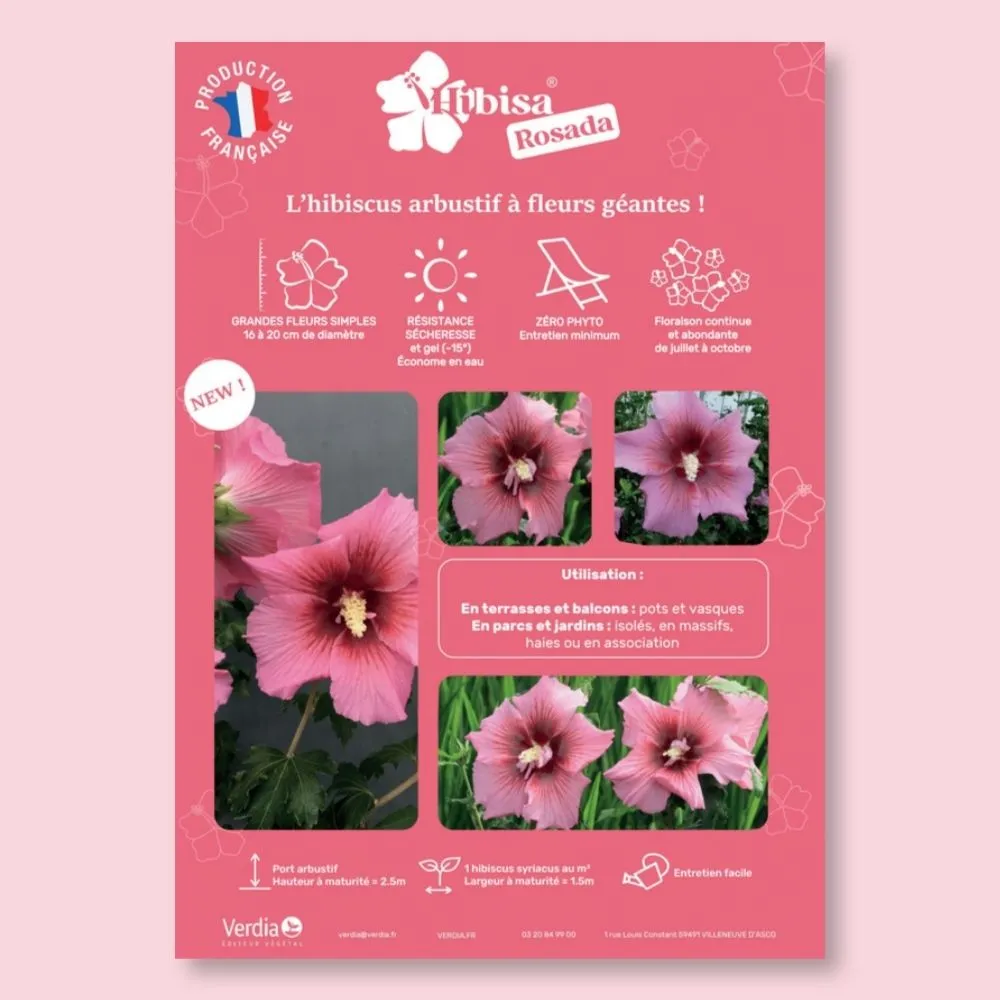 ​Affichette A4 PVC HIBISA ROSADA
